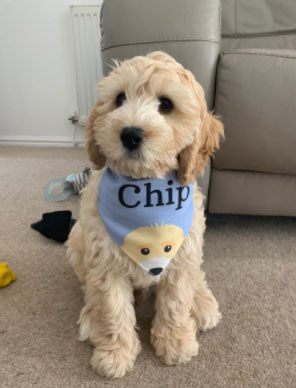 Chip - the St Paul's school dog